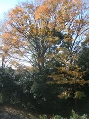 イメージ写真を出す
