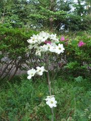 イメージ写真を出す