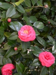 イメージ写真を出す