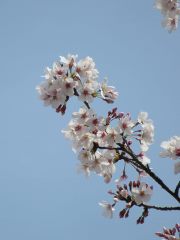 桜