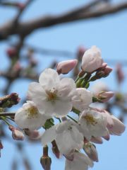 桜